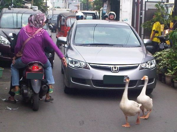 Diajari Antre oleh Bebek