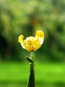 Yellow Flower