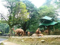Seluruh Taman Safari Tebar Diskon 10% di ITHF 2012
