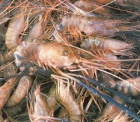 135 Ribu Hektar Tambak Udang di Jawa Direvitalisasi