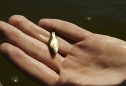 Sesak Napas Karena Ikan Kecil Masuk Paru-paru Saat Main di Sungai