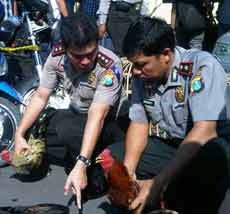 Arena Judi Sabung Ayam Digerebek, 9 Penjudi Diamankan