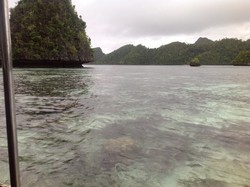Duh! Perburuan Hiu di Raja Ampat Masih Marak