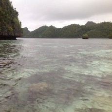 Duh! Perburuan Hiu di Raja Ampat Masih Marak