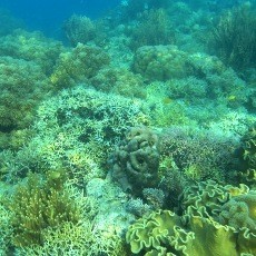 Bidadari yang Cantik di Labuan Bajo