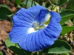 Bunga Telang, si Ungu Cantik Pewarna Alami