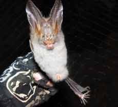 Si Vampir Palsu Pengendali Hama Tanaman