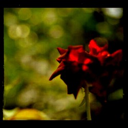 red rose