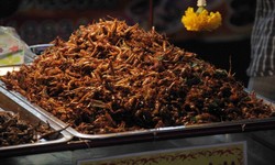 Jangkrik dan Belalang Goreng, Siapa Mau?