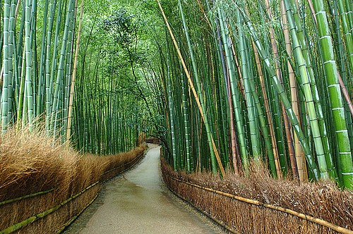 Sagano Bamboo Forest (aworldtourism.com)