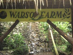 Pesta Durian Akhir Pekan di Warso Farm, Mantap!
