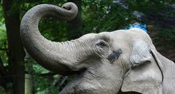 Lewat Melon, Citta Terka Polandia Menangi Laga Pembuka