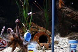 Manolo hidup di akuarium Sealife Benalmadena yang terletak di Benalmadena, dekat Malaga, Spanyol bagian utara. Reuters/Jon Nazca.