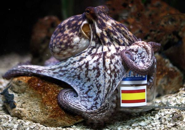 Manolo Prediksikan Kemenangan Spanyol