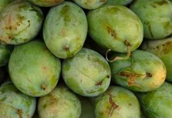 Banyaklah Makan Mangga Sama Kulitnya Biar Tak Cepat Gemuk