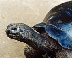 115 Tahun Hidup Bersama, Pasangan Ini Dipisahkan