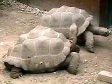 Setelah 115 Tahun Hidup Bersama, 2 Kura-kura Raksasa Berpisah