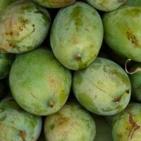 Banyaklah Makan Mangga dan Kulitnya Bikin Tak Cepat Gemuk