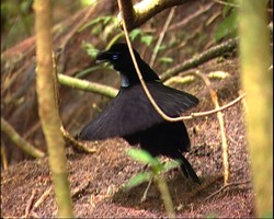 Tarian di Balik Kabut Arfak