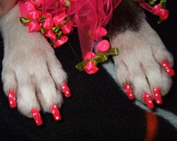 Cute, Ada Cat Kuku Untuk Anjing