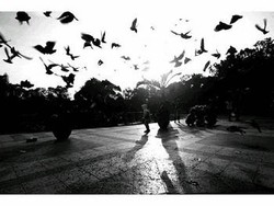 Merpati Pagi Hari