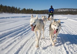 Bertualang di Salju dengan Si Anjing Gagah Siberian Husky