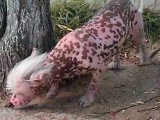 Astaga... Binatang Apa Ini? Babi Atau Anjing Mutan?