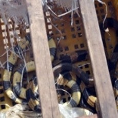 Hiii.... Puluhan Ular Lepas, Penumpang Bus Panik!