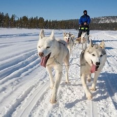 Bertualang di Salju dengan Si Anjing Gagah Siberian Husky