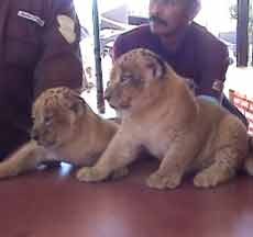 Dua Bayi Singa Afrika Lahir di Batu Secret Zoo