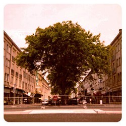 grand arbre pour les piÃ©tons