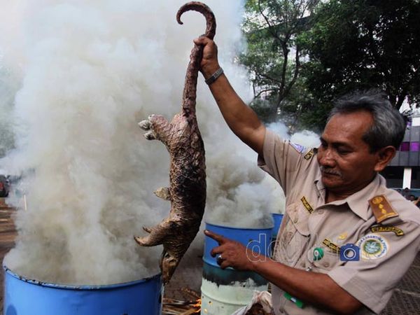 12,7 Ton Trenggiling Illegal Dimusnahkan 12,7 Ton Trenggiling Illegal Dimusnahkan