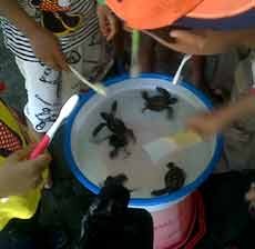 Asyiknya Berlibur Sambil Belajar Merawat Penyu