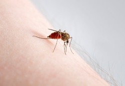 Medan Perang Lawan Nyamuk DBD