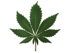 Haute Stoner Cuisine, Makanan Ganja Jadi Trend di Amerika