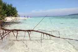 Berburu Sanja di Karimunjawa