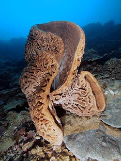 Salvador Dali dari Gorontalo