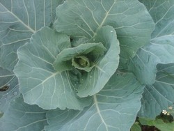 bahagianya pohon kubis ini