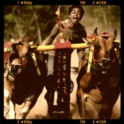 Karapan Sapi - Madura