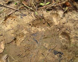 Cek Dulu Nih! Foto Tapak Kaki Badak Jawa