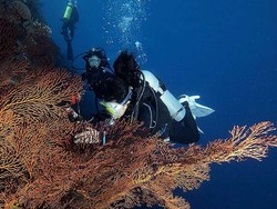 Liberty Wreck, Surga Fotografi Bawah Laut di Tulamben