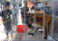 Pameran Flona, Pesta Pecinta Tanaman & Hewan