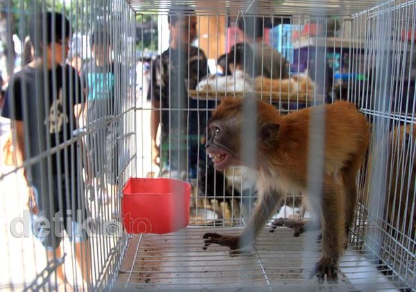 Pameran Flona, Pesta Pecinta Tanaman & Hewan
