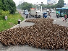 Alamaak! 5 Ribu Bebek Melintasi Jalan, Kemacetan Pun Terjadi