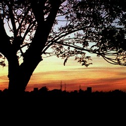 Pohon terakhir
