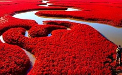 Ada Pantai Merah Darah di China