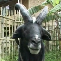 Malaysia Serius Kembangbiakkan Domba Garut