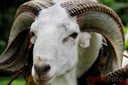 Kementan: Domba Garut Sudah Diakui Internasional Sebagai Milik RI