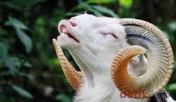 Sudah Dipatenkan RI, Domba Garut Tak Mungkin Diklaim Malaysia