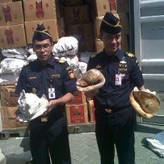 Dua Kontainer Isi Cangkang Kerang Laut Diamankan Bea Cukai